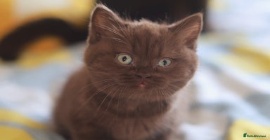 British Shorthair cats - Advert 3