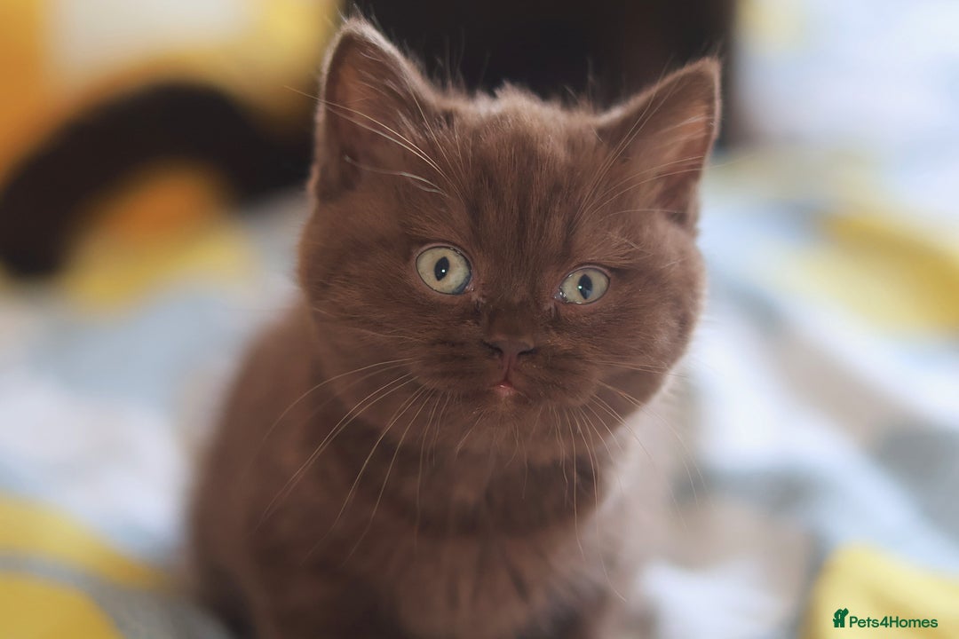 British Shorthair cats for sale: TICA Reg Chocolate Boys - Image 2