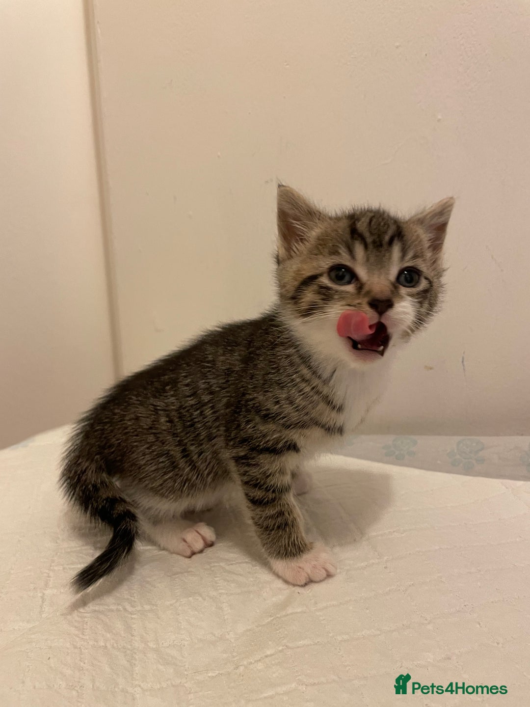 Mixed Breed cats for sale: Gorgeous kittens ready for new homes now  - Advert 10