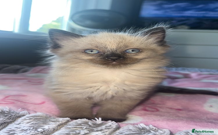 Ragdoll cats - Advert 3