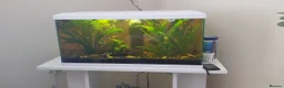 Live Bearers fish for sale: Fish and tank - Advert 2