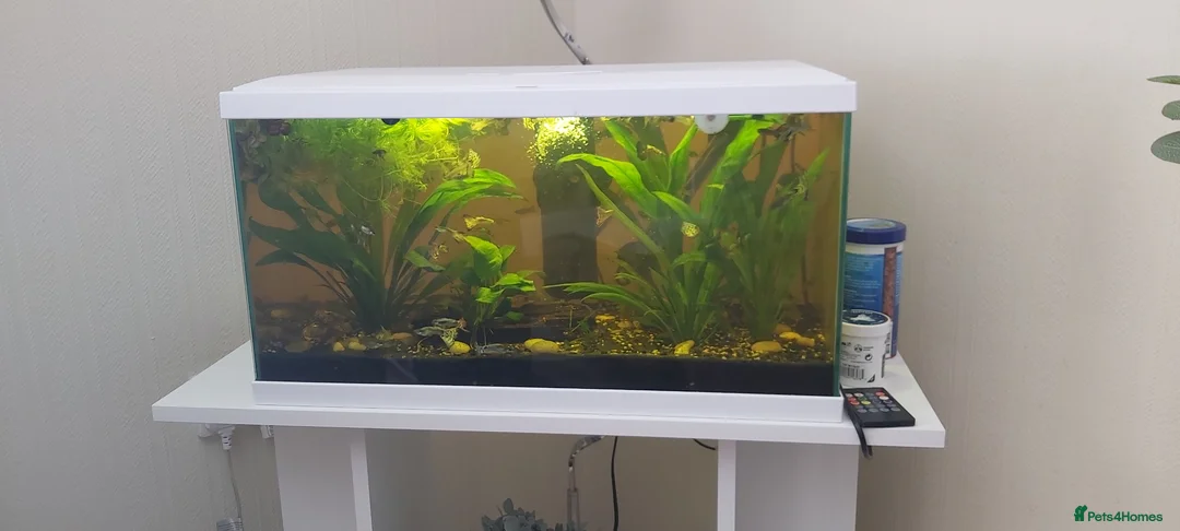 Live Bearers fish for sale: Fish and tank - Advert 2