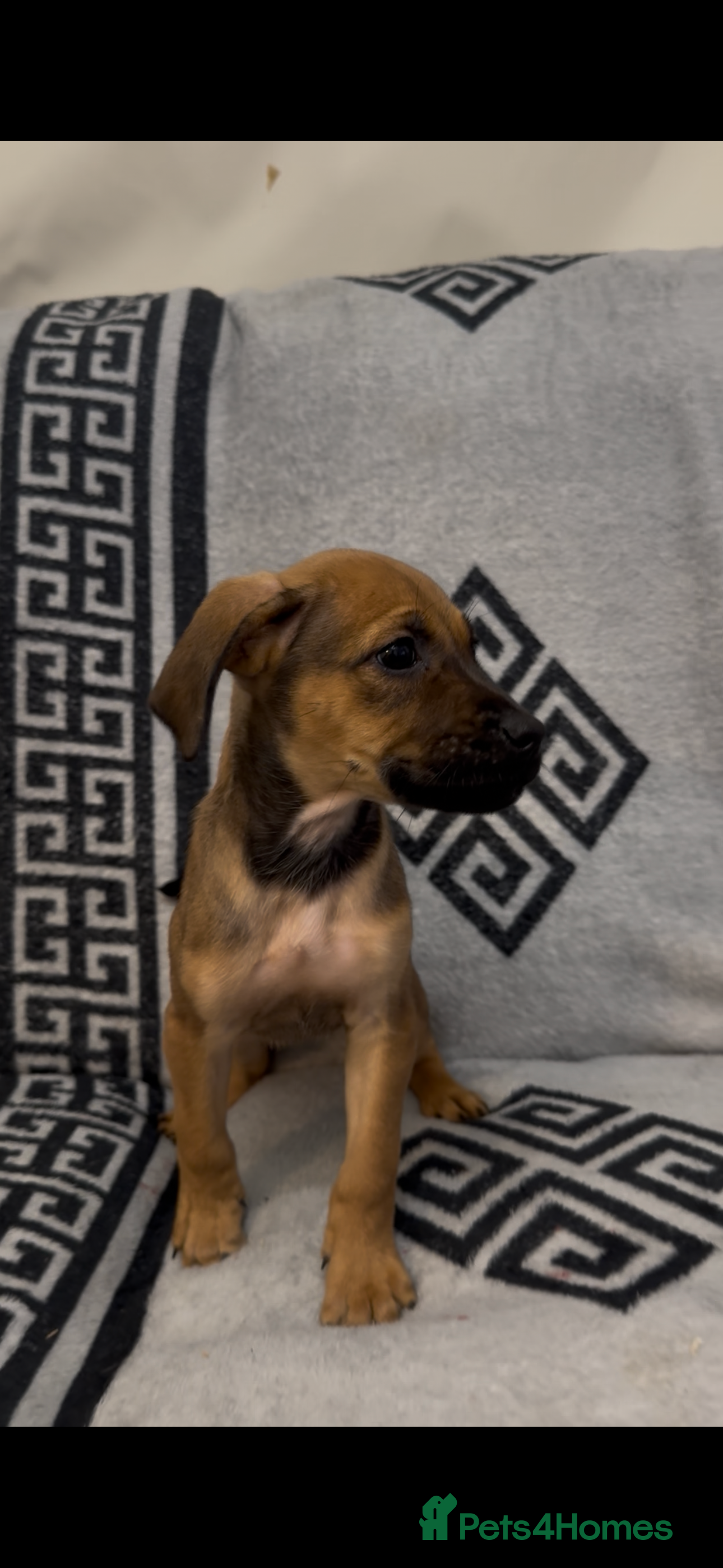 Mixed Breed dogs Beautiful Cocker spaniel cross breed puppies  - Advert 1