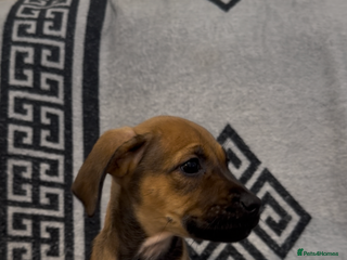 Mixed Breed dogs Beautiful Cocker spaniel cross breed puppies - Advert 1