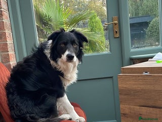 Border Collie dogs Border Collie - Advert 2