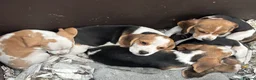 Beagle dogs for sale: KC registered Beagle puppies  - Advert 6