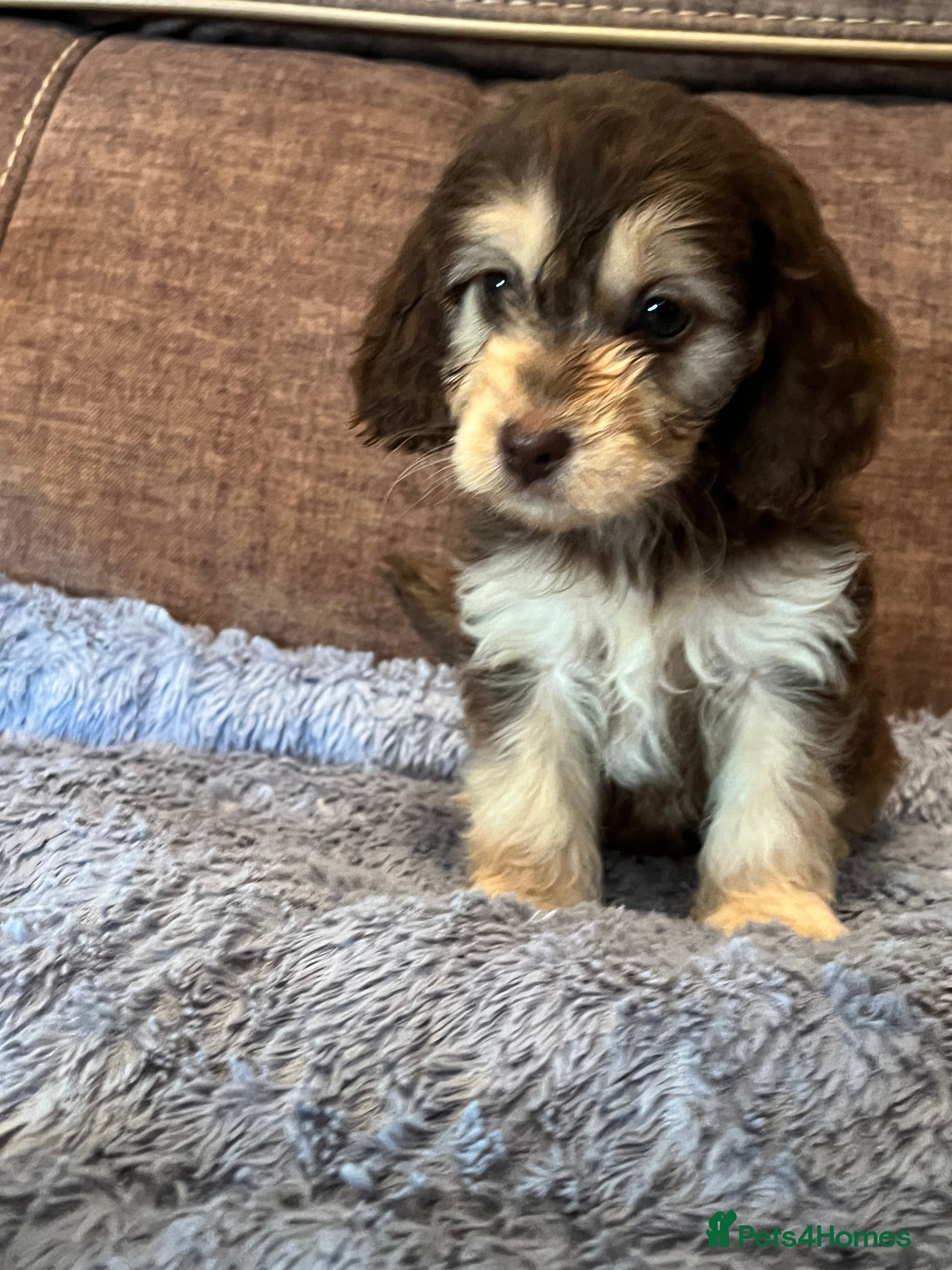 Cockapoo dogs 💕BEAUTIFUL💕 F1 Cockapoo Pups  - Advert 1