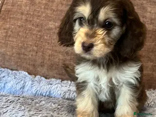 Cockapoo dogs 💕BEAUTIFUL💕 F1 Cockapoo Pups - Advert 3
