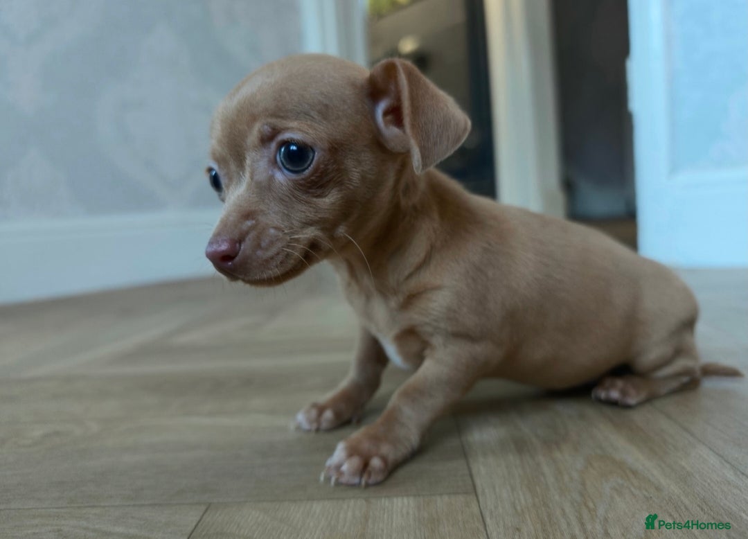 Chiweenie dogs Stunning Micro Chiweenie Last One - Smallest in UK - Advert 2