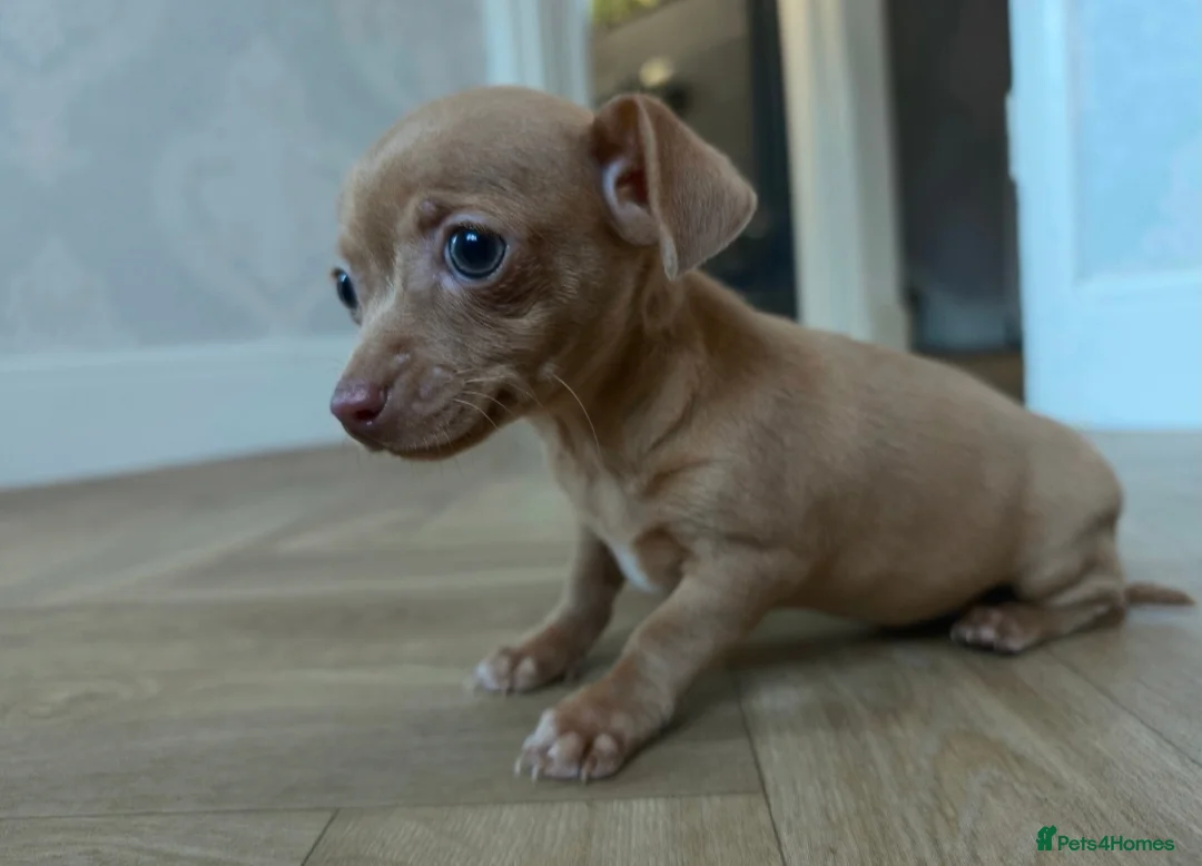 Chiweenie dogs for sale: Stunning Micro Chiweenie Last One - Smallest in UK - Advert 1