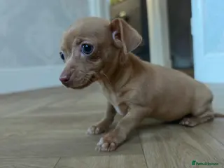 Chiweenie dogs Stunning Micro Chiweenie Last One - Smallest in UK - Advert 2