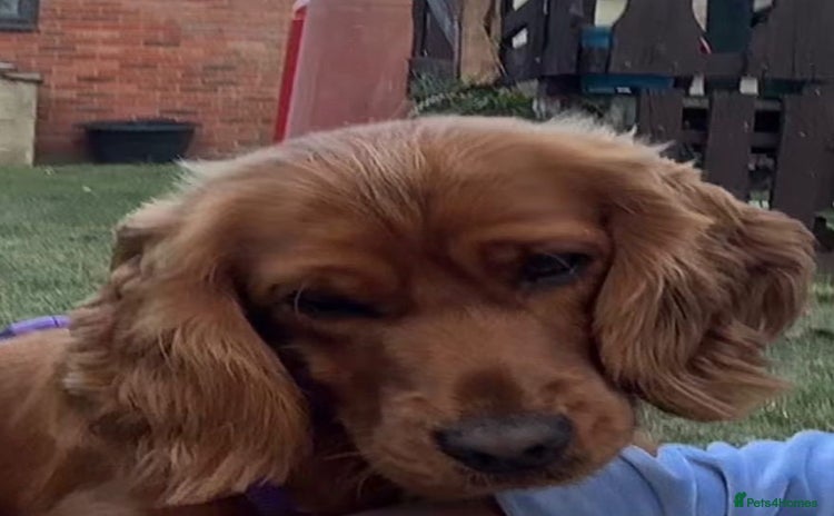 Cocker Spaniel dogs - Advert 2