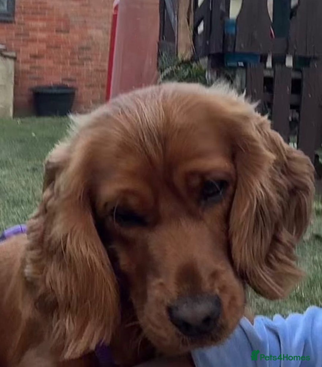 Cocker Spaniel dogs for sale: Our Lady needs a forever home.  - Image 1