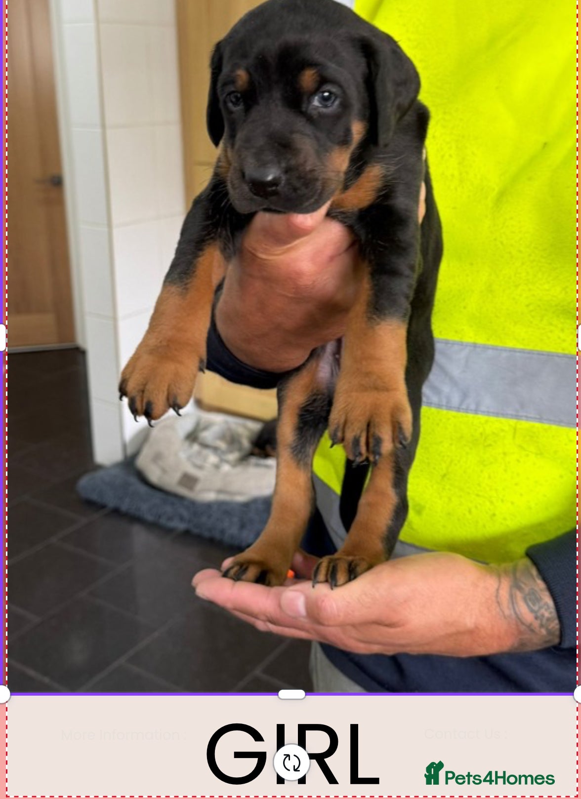 Dobermann dogs Doberman puppies for sale boys & girls  - Advert 8