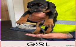 Dobermann dogs for sale: Doberman puppies for sale boys & girls  - Image 4