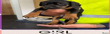 Dobermann Puppy 2 GIRL