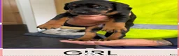Dobermann dogs for sale: Doberman puppies for sale boys & girls  - Advert 1