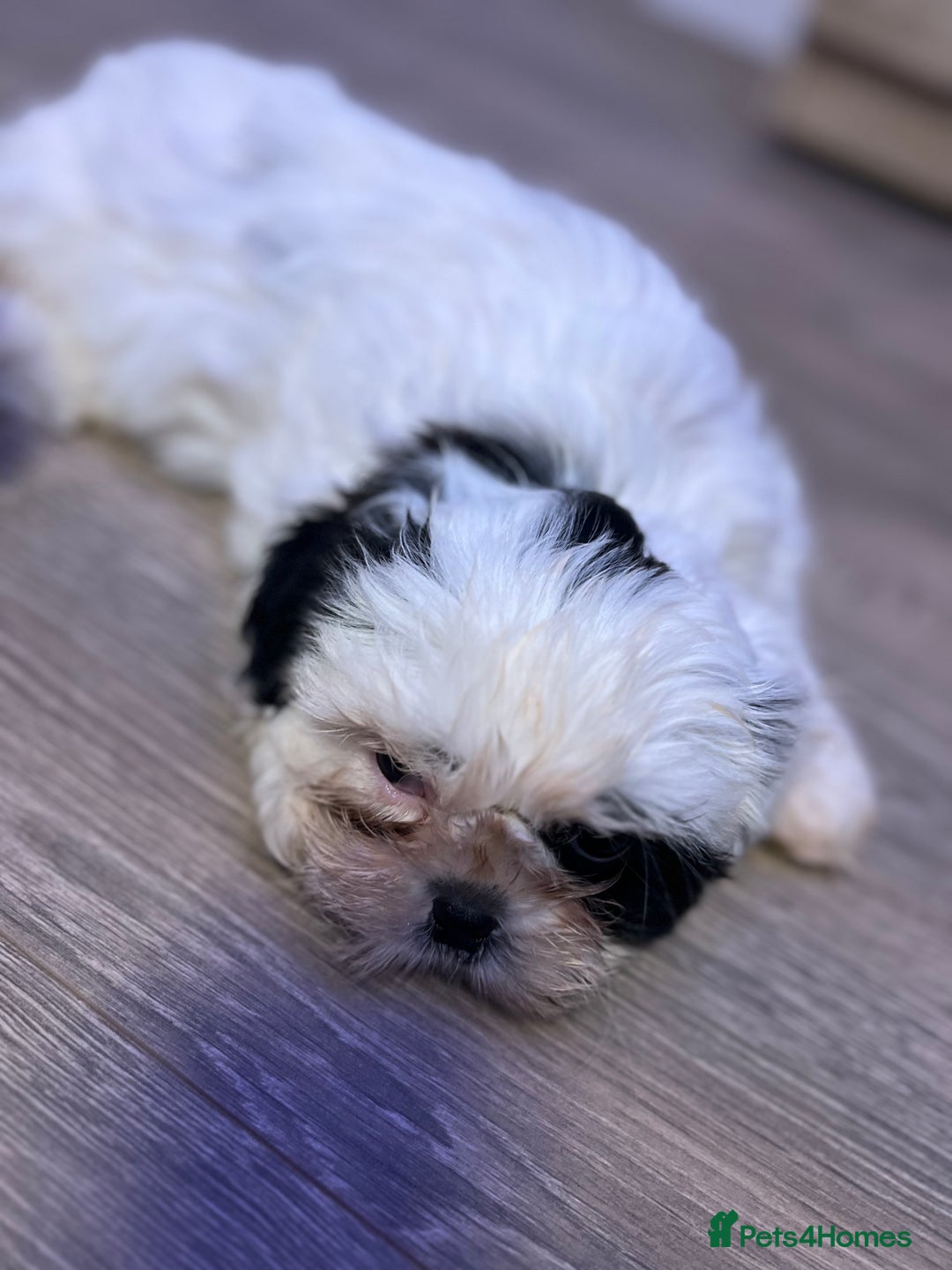 Shih Tzu dogs for sale: 2 lovely boys and 1 girl - Image 4