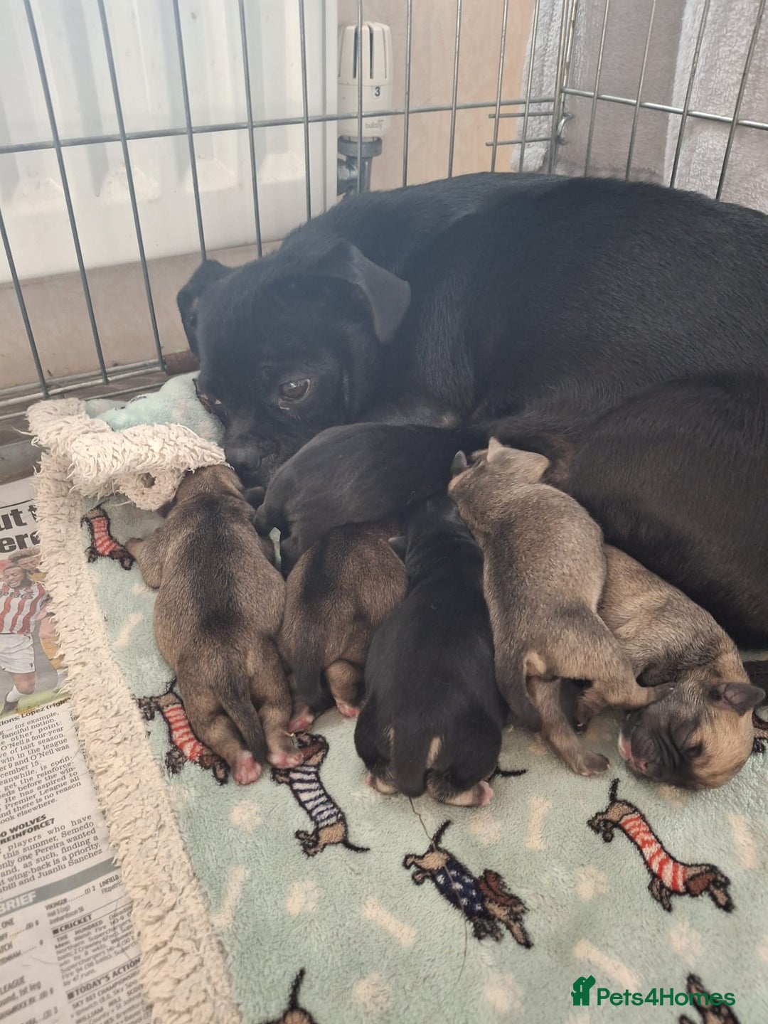 Jug dogs for sale: Jug puppies - Image 7