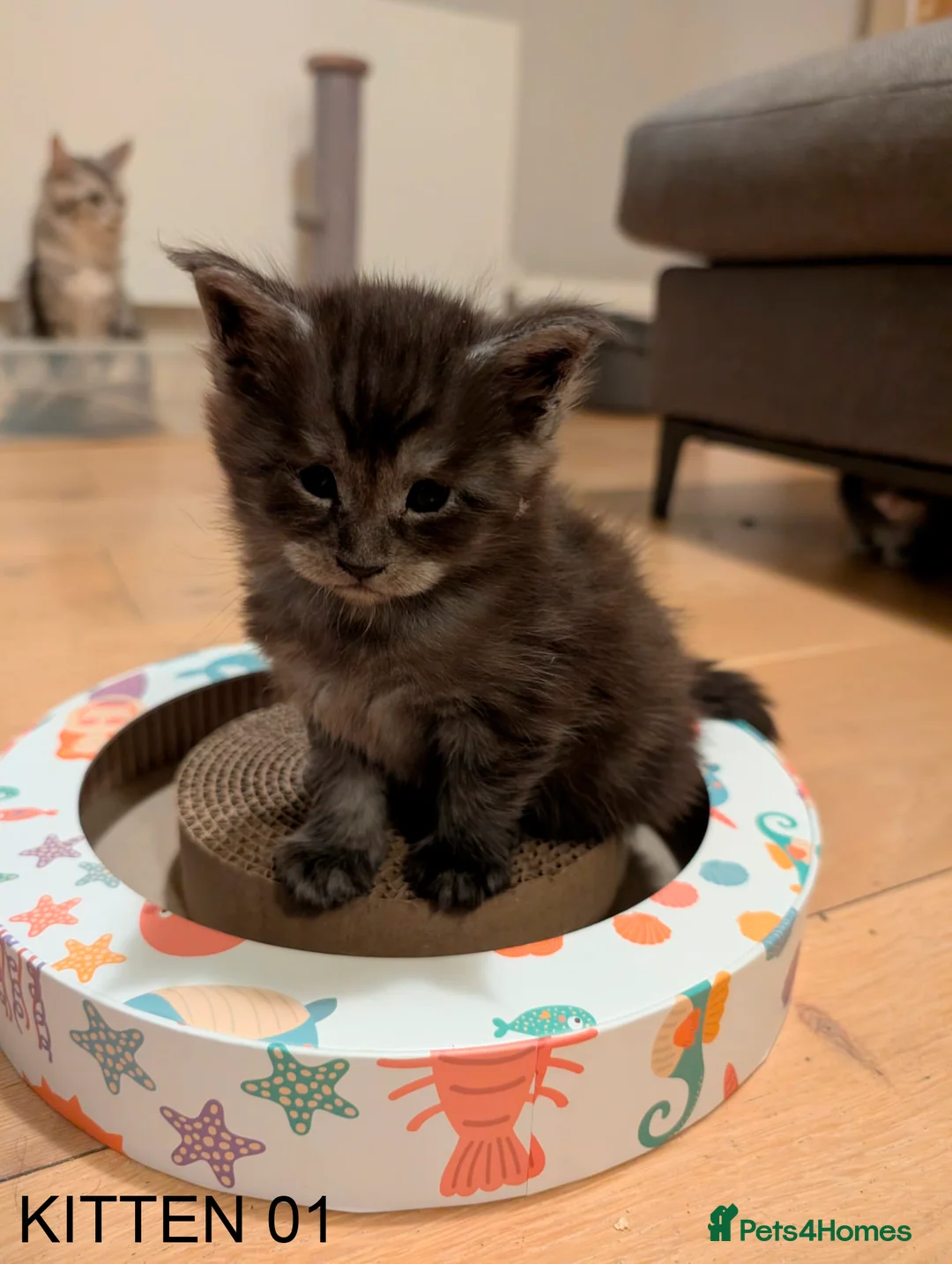 Maine Coon cats for sale: PURE BREED MAINE COON KITTENS READY EARLY MARCH - Advert 9