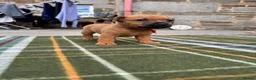 Patterjack dogs for sale: Patterjack puppy’s looking for loving home  - Advert 12
