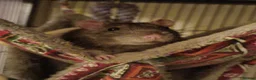 Rat rodents for sale: 1 male rat in Bangor - Advert 1