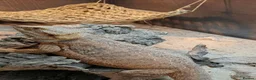 Bearded Dragon reptiles for sale: Bearded dragon with Vivarian  in Plymouth - Advert 3