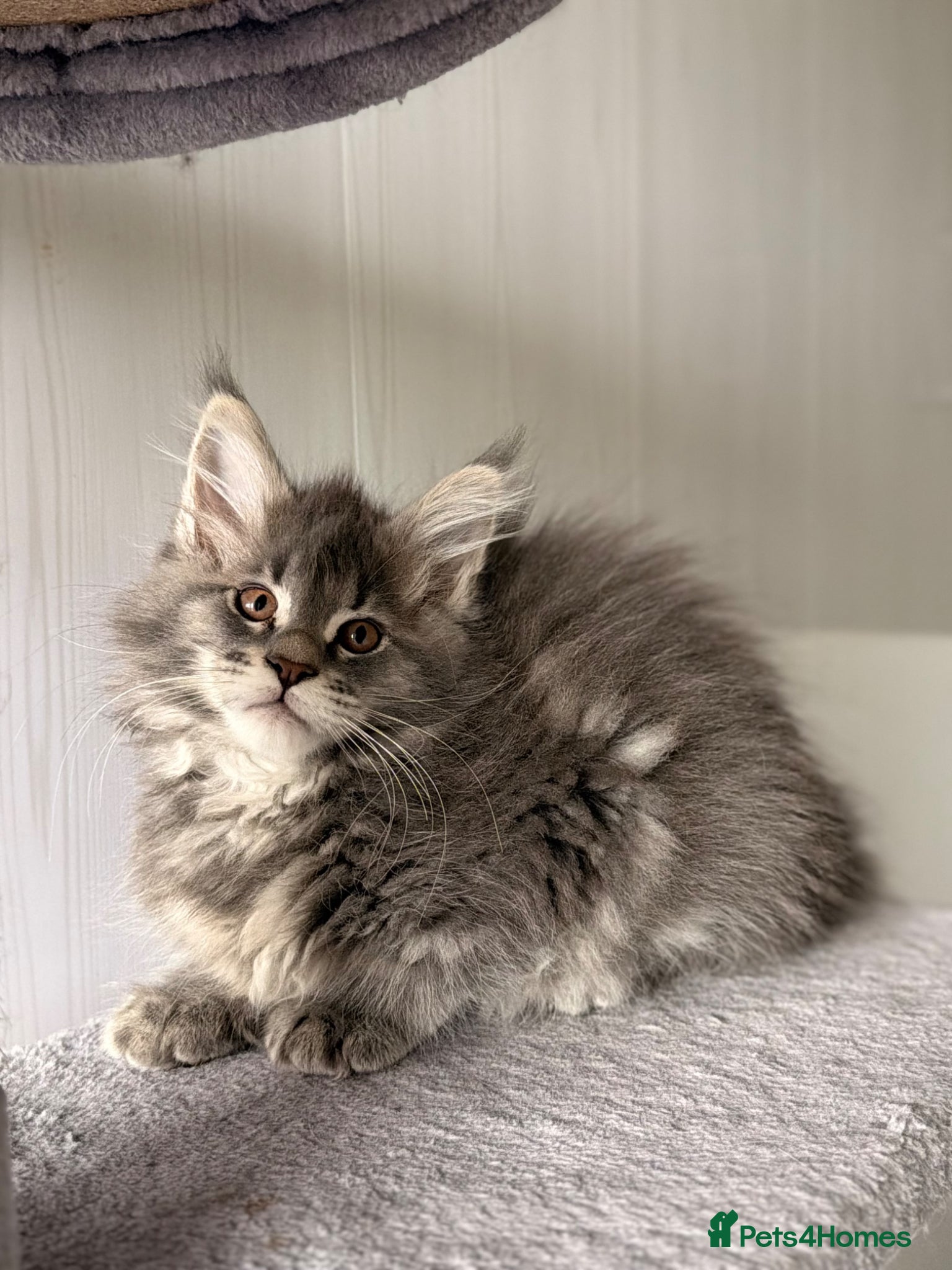 Maine Coon cats MAINE COON (3 girls left) - Advert 14