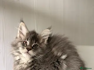 Maine Coon cats MAINE COON (3 girls left) - Advert 10