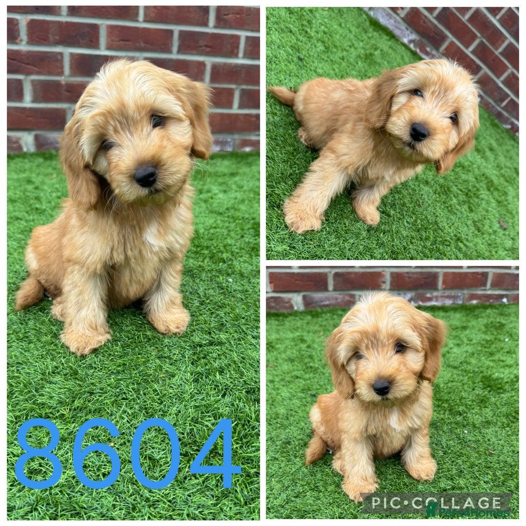 Cockapoo dogs for sale: Beautiful F1 TOY Cockapoos - Image 4