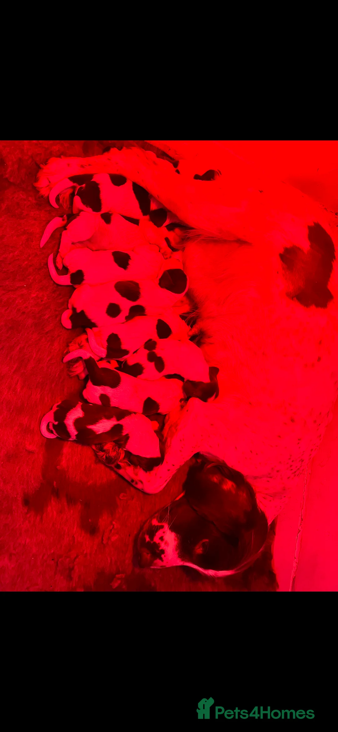 Cocker Spaniel dogs for stud: 2 PROVEN/HEALTH CLEAR KC Show Cocker Spaniels Stud in Shildon - Advert 23