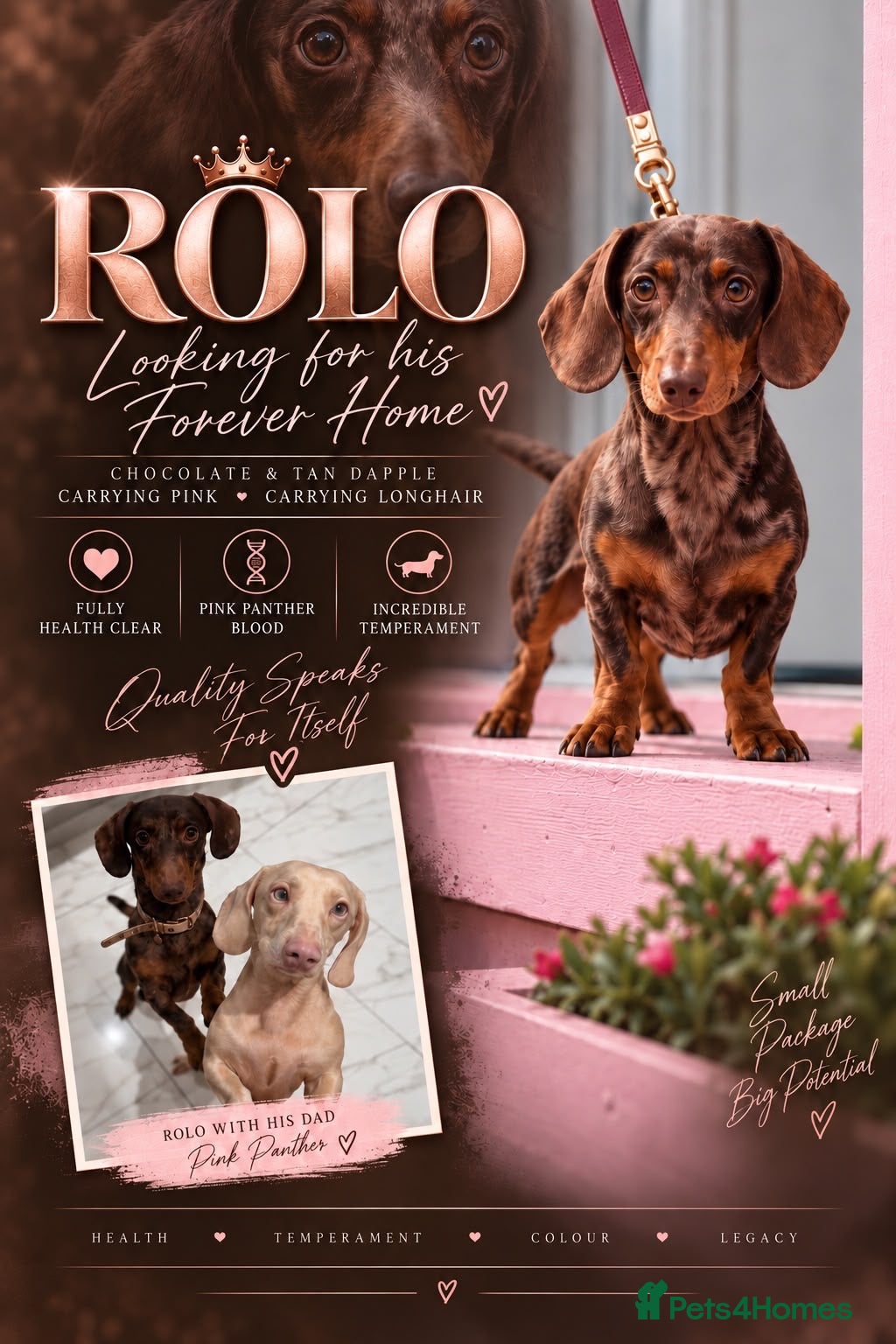 Miniature Dachshund dogs Miniature dachshund  - Advert 1