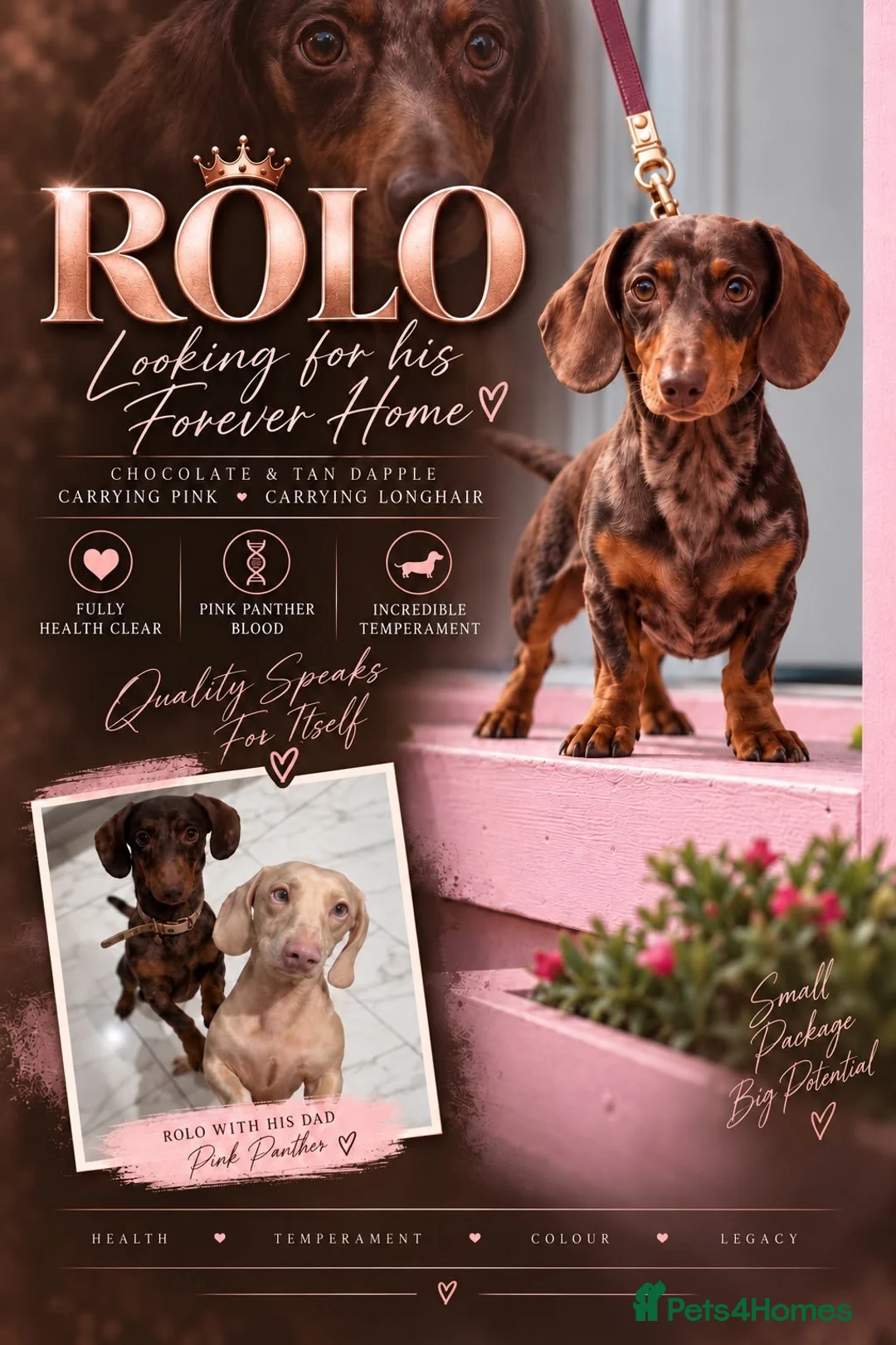 Miniature Dachshund dogs for sale: Miniature dachshund  - Advert 1