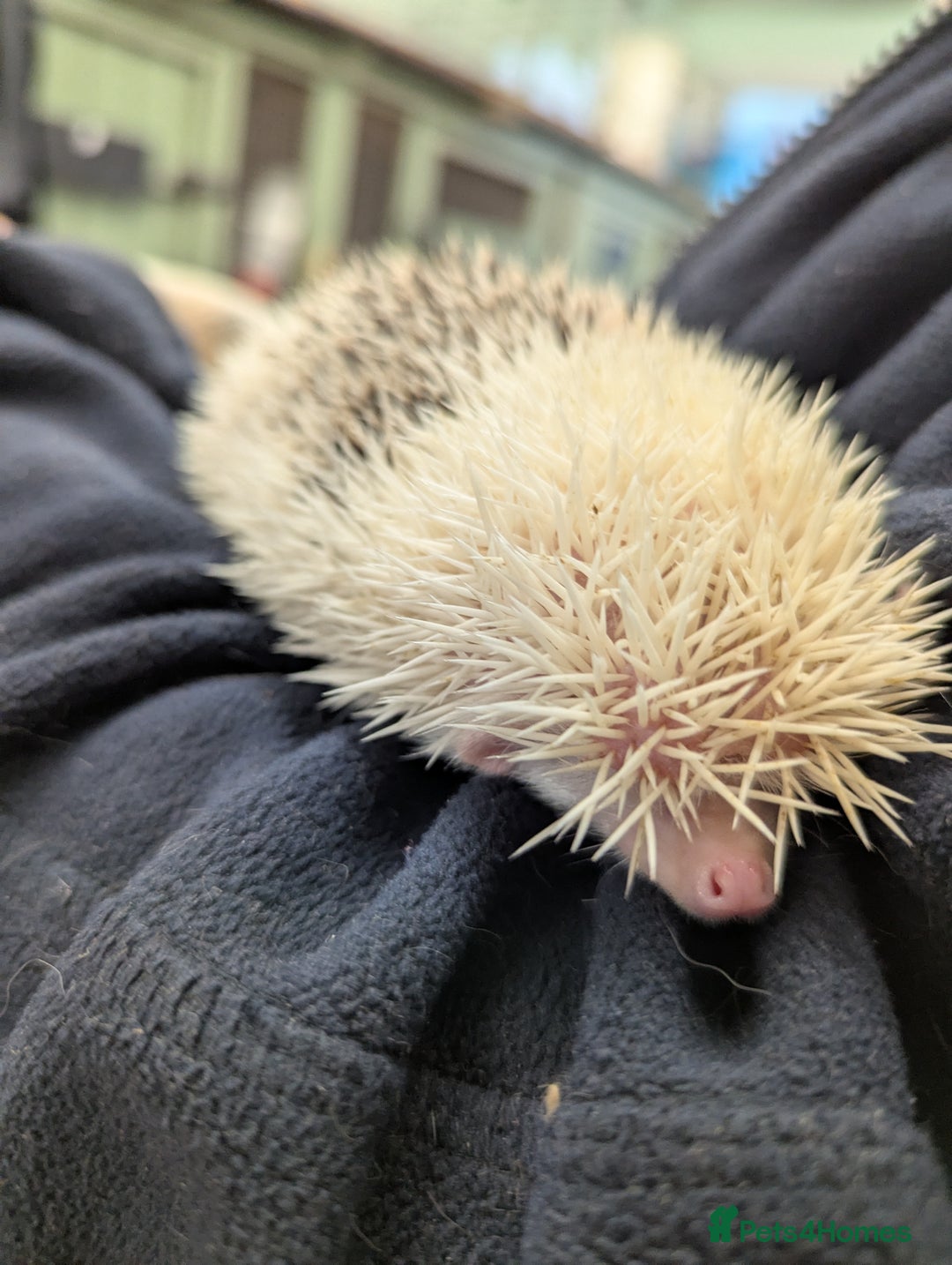 Pygmy Hedgehog rodents for sale: Reverse Pinto Male African Pygmy Hedgehog - Advert 2