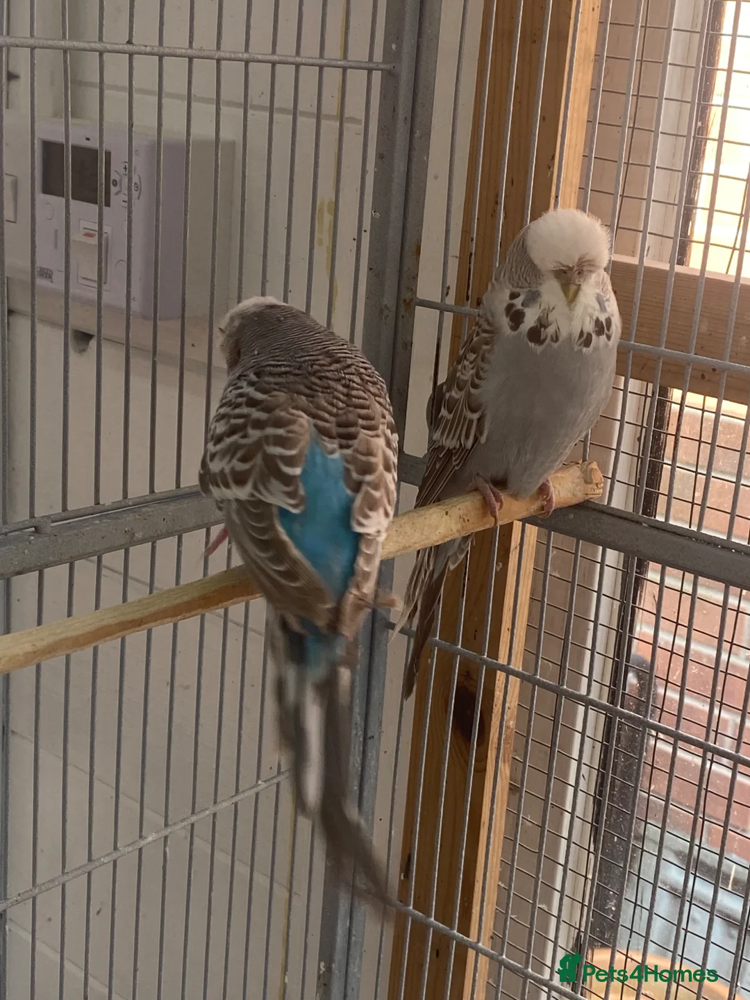 Budgerigars birds for sale: Exhibition Budgies  in Leicester - Advert 5