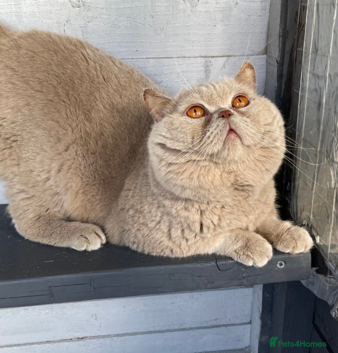 British Shorthair cats for sale: 5 chunky British shorthair kittens for sale  - Advert 9