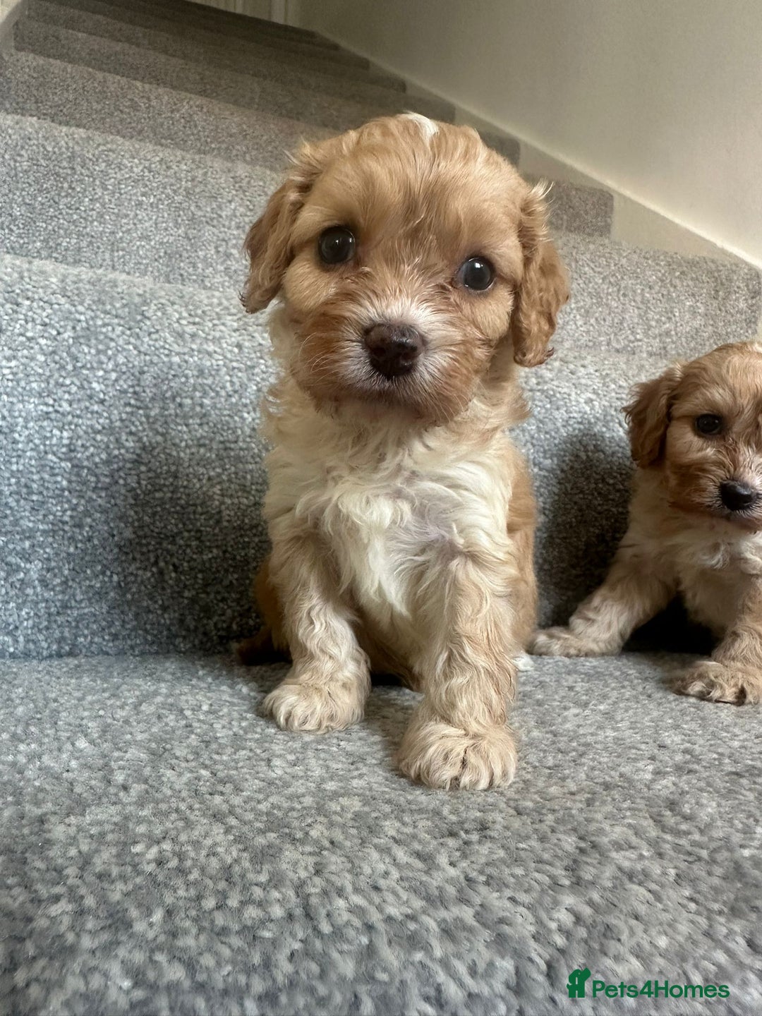 Cavapoo dogs for sale: Wonderful beautiful f1 champagne cavapoo babies  - Image 5