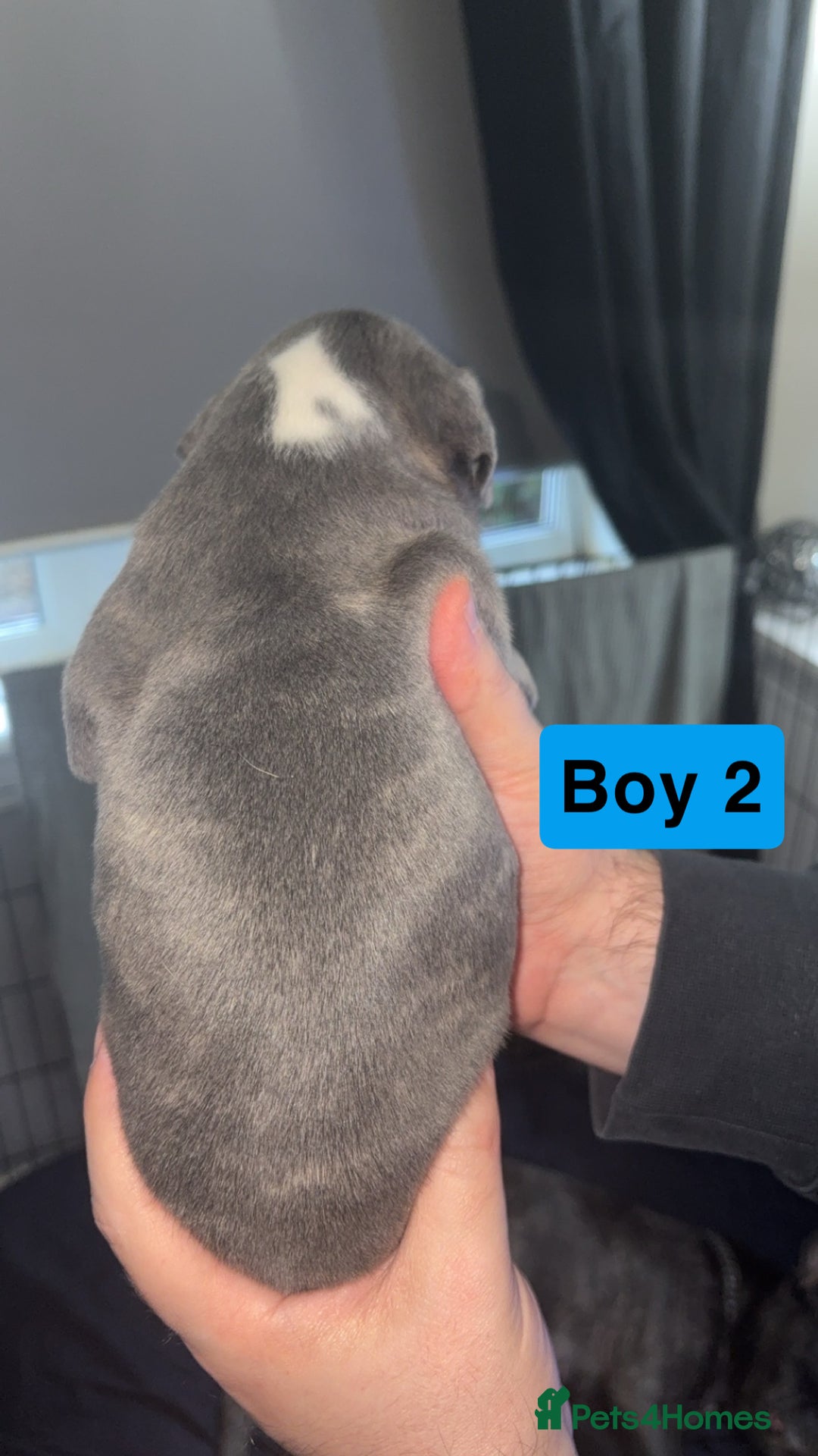 Staffordshire Bull Terrier dogs for sale: Staffy pups for sale  - Advert 8