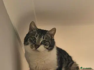 Mixed Breed cats Mercury for adoption - Advert 3