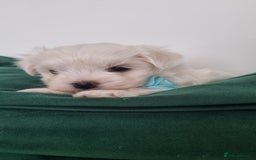 Maltese dogs for sale: Maltese pure breed 3xBoys ready on 14 December  - Advert 10