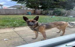 Belgian Shepherd Dog dogs for sale: Nicki - Image 2