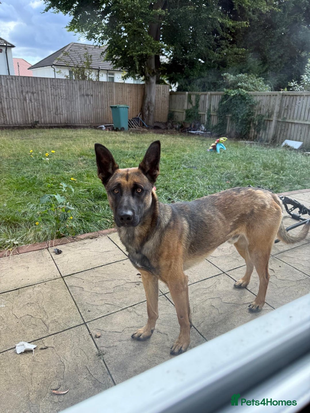 Belgian Shepherd Dog dogs for sale: Nicki - Image 2