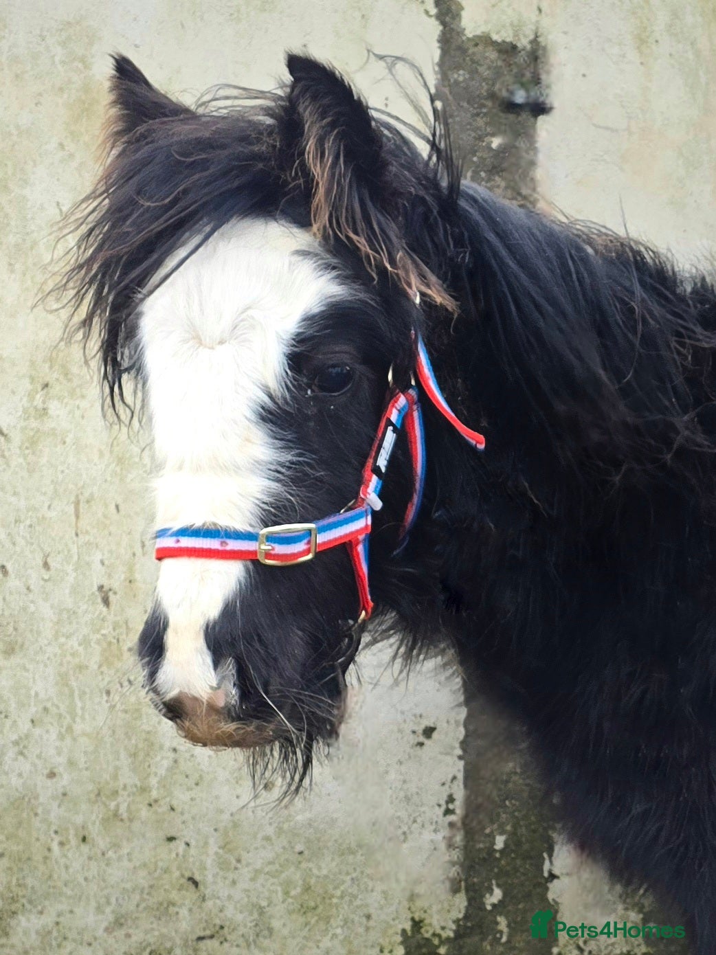 Irish Cob horses Beautiful 6mth Blagdon Filly - Advert 1