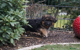 German Shepherd dogs for sale: 💥Champion🩸line KC Reg GermanShepherd puppy’s GSD - Image 31