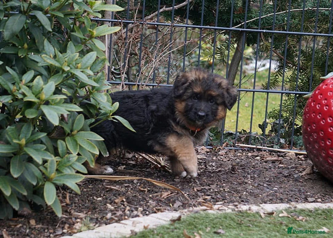 German Shepherd dogs for sale: 💥Champion🩸line KC Reg GermanShepherd puppy’s GSD - Image 31