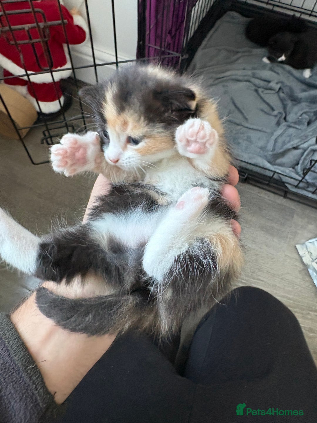 Mixed Breed cats for sale: Adorable Litter of Kittens ready for  🎄🐾 — £150 - Advert 6