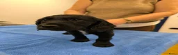 Cockapoo dogs for sale: Only 2 girls left! Gorgeous Cockapoo Puppies 🐾 - Advert 27