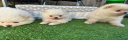 Pomeranian dogs for sale: Beautiful Cream&Wolf Sable Male Pomeranian Puppies - Advert 12
