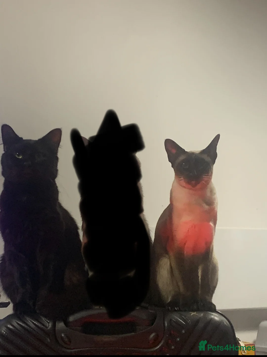 Mixed Breed cats for sale: Cosmo and Sakura looking for a good home  - Advert 6