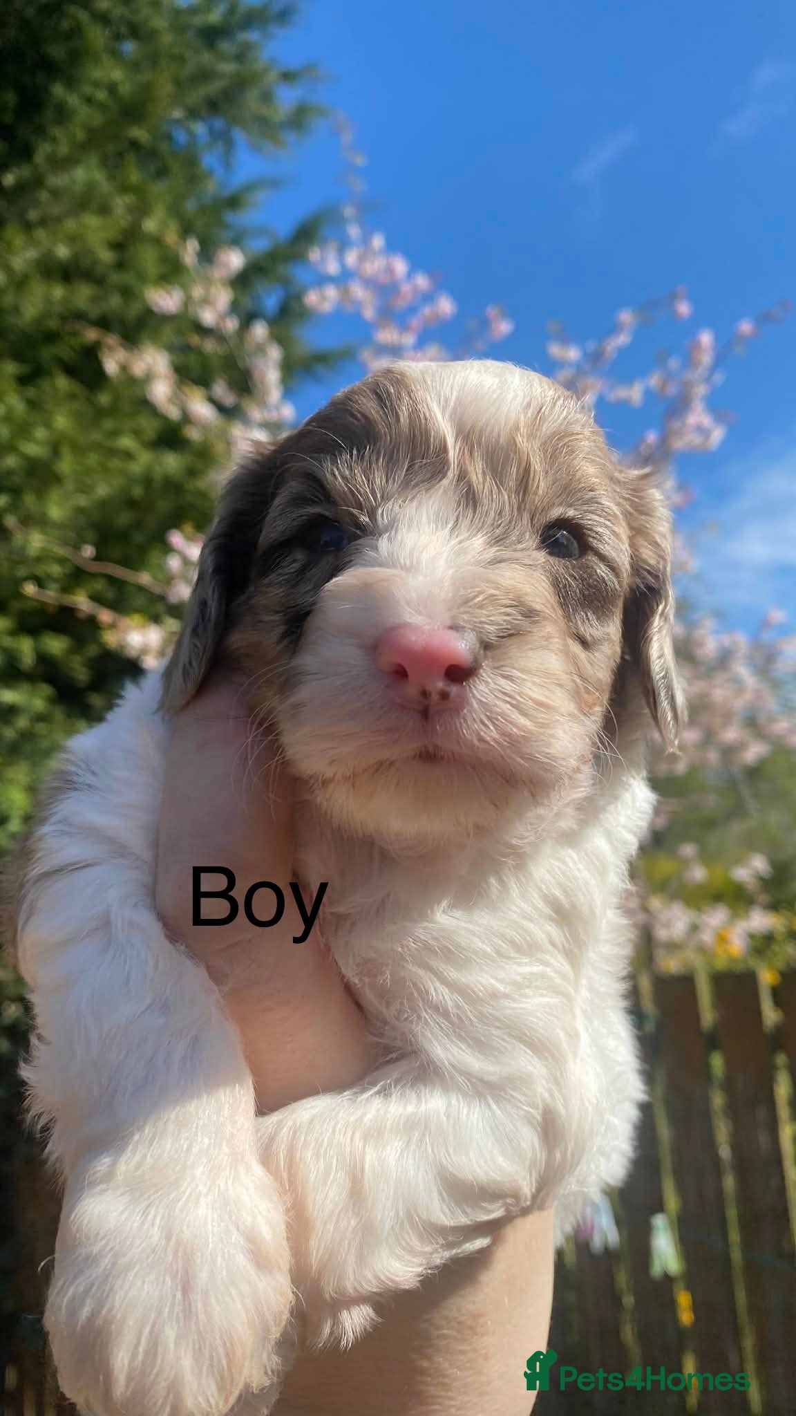 Sproodle dogs 🐶💕Adorable Sprockerpoo Puppies🐶💕 - Advert 1